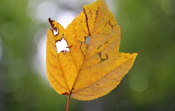Осень, лист, фон
