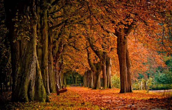 Картинка осень, лес, листья, деревья, пейзаж, природа, парк, лавочка