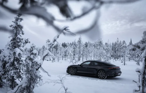 Картинка снег, чёрный, ветви, Porsche, ели, сосны, 2020, Taycan