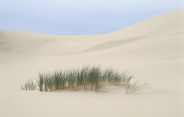 Картинка песок, трава, Пустыня