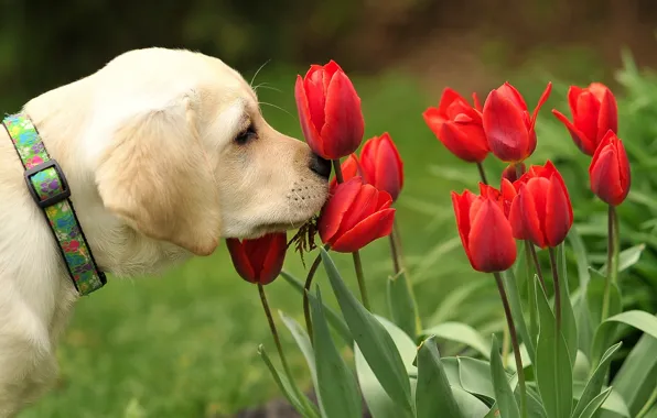 Картинка цветы, природа, собака