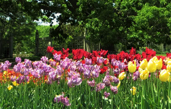 Поле, тюльпаны, Tulips