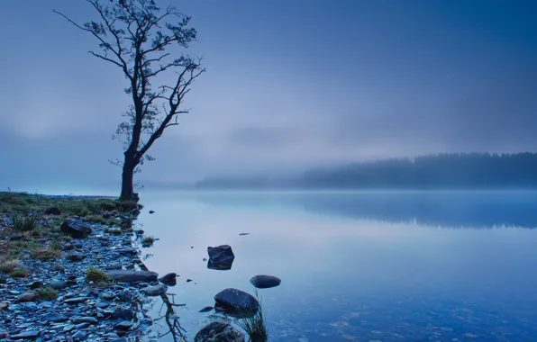 Картинка лес, небо, деревья, туман, озеро, отражение, синева, дерево