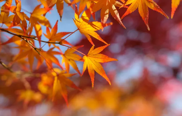 Осень, листья, ветка, клен