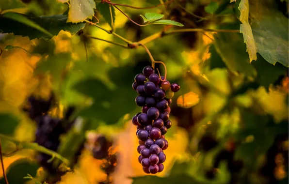 Картинка макро, виноград, гроздь, лоза