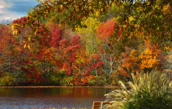 Картинка осень, листья, деревья, пруд, парк, скамья