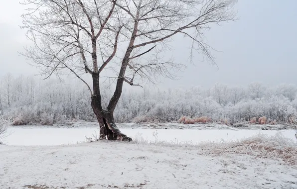 Картинка иней, снег, деревья, Зима, много