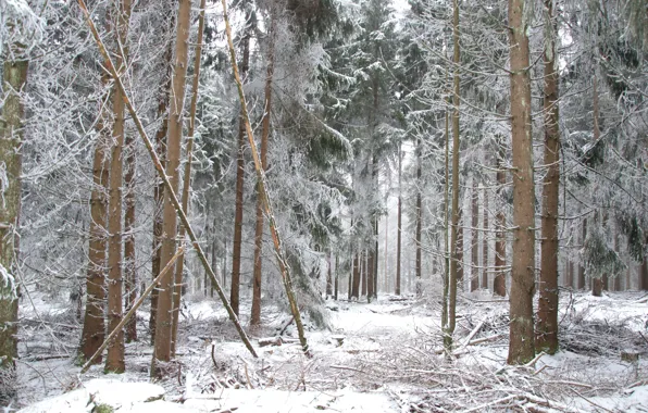 Картинка Снег, Зима, Forest, Лес, Snow, Frost, Winter, Мороз