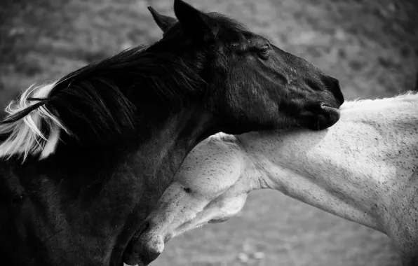 Любовь, конь, лошадь, чёрно-белое фото