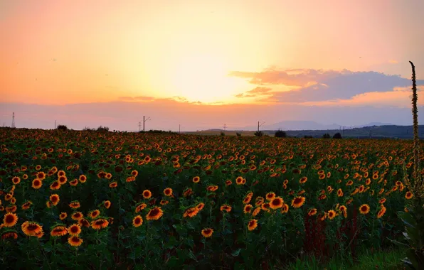 Закат, Небо, Природа, Поле, Подсолнухи, Nature, Sky, Sunset