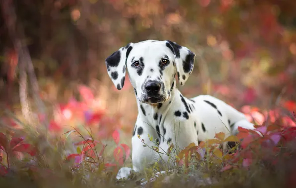 Картинка осень, трава, листья, природа, фон, портрет, собака, щенок
