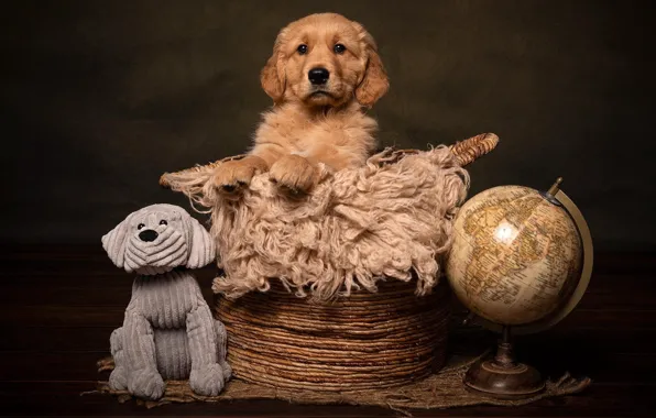 Корзина, игрушка, собака, рыжий, щенок, ткань, натюрморт, мордашка