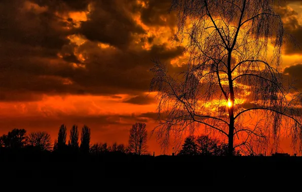 Sky, sunset, night, tree