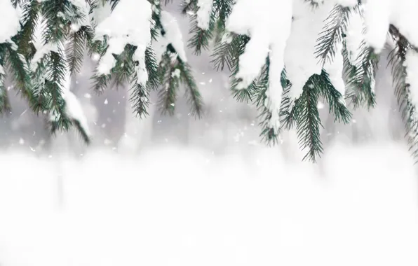 Зима, снег, елка, winter, snow, spruce, frost, fir tree