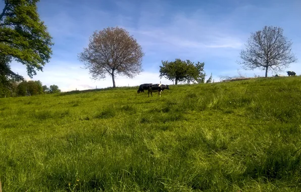 White, grass, black, trees, hill, meadow, switzerland, sunny