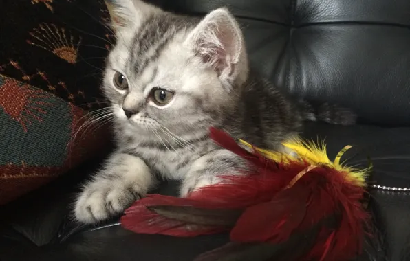 Кошка, кот, котенок, играет, британский, британец
