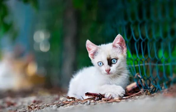 Белый, малыш, котёнок, боке, рабица, голубые глазки