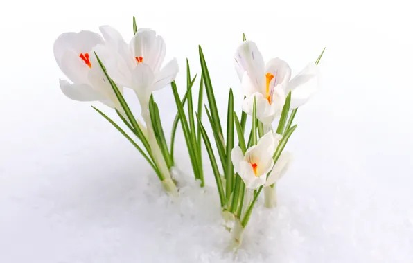 Картинка снег, природа, весна, крокус