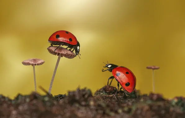 Макро, природа, грибы, две, божья коровка, жуки, божьи коровки, боке