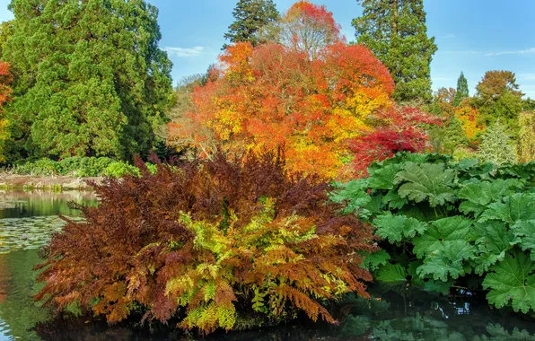 Картинка осень, деревья, пруд, парк, Великобритания, кусты, Sheffield Park Garden