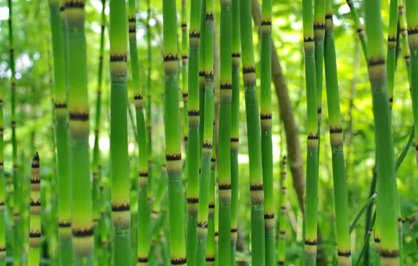 Заросли, растение, бамбук