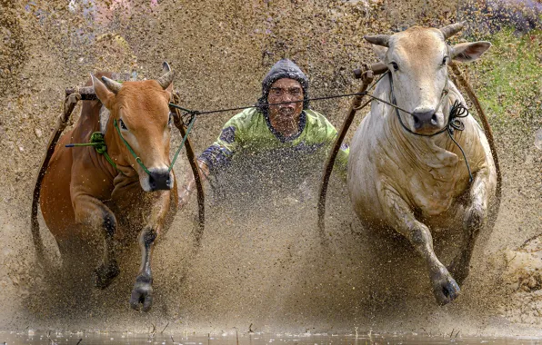 Гонка, спорт, быки, Traditional bull race