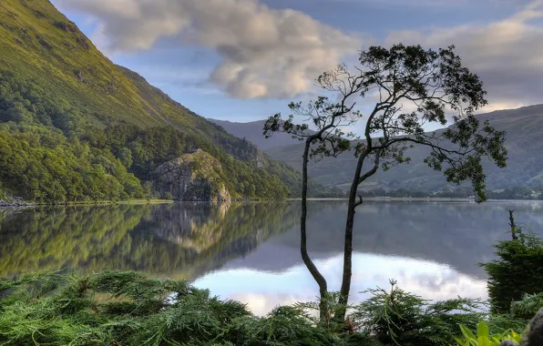 Картинка горы, озеро, отражение, дерево, Англия, England, Уэльс, Wales
