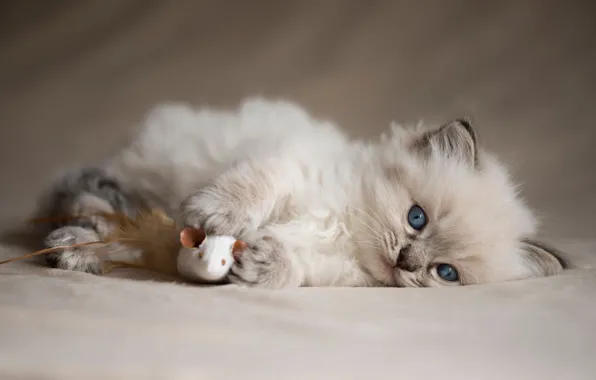Кошка, котенок, фон, игрушка, пушистый, мышь, мышка, лежит