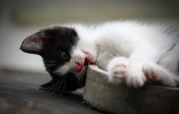 Кошка, поза, котенок, черно-белый, игра, хищник, лапы, пасть