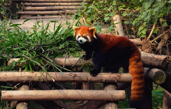 Картинка панда, firefox, красная, zoo
