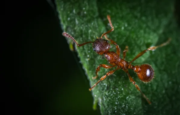 Макро, Муравей, Растения, Насекомое, Macro, Ant, Insect, Лапы