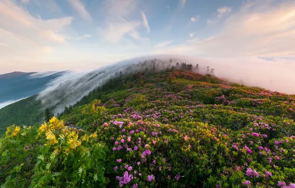 Картинка трава, цветы, горы, туман, утро