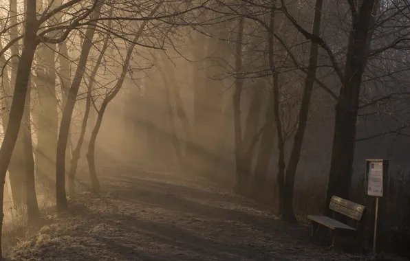 Картинка туман, парк, утро, скамья