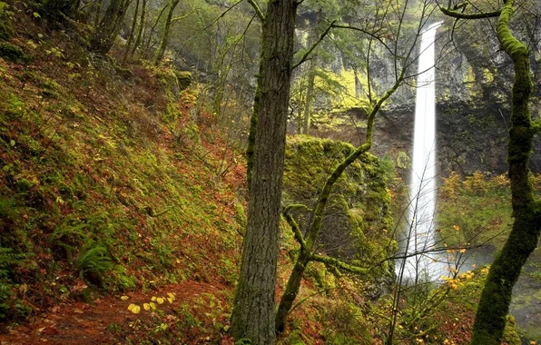 Картинка осень, листья, деревья, скала, водопад, мох, США, Oregon