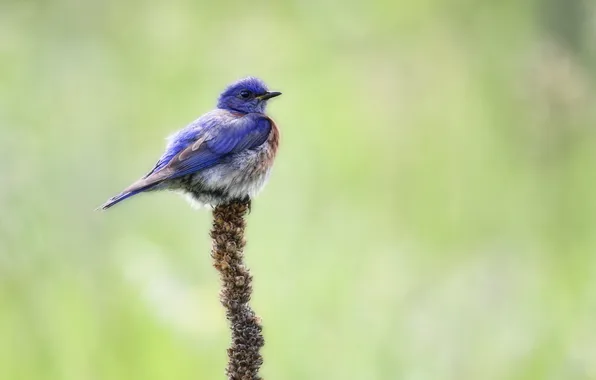 Картинка природа, птица, Western Bluebird
