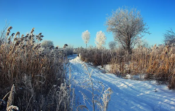 Картинка зима, снег, природа, дерево, камыш