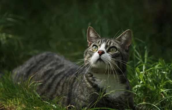 Кошка, трава, взгляд, зеленоглазая