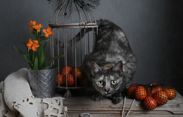 Кошка, кот, взгляд, цветы, поза, сетка, доски, букет