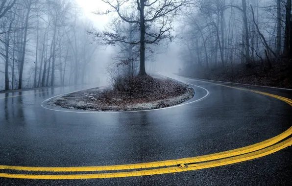 Картинка trees, nature, fog, Road, curve