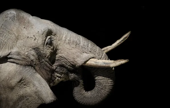 Nature, Paignton Zoo, African Elephant
