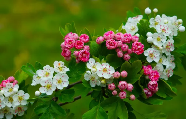Flower, color, spring, blooming