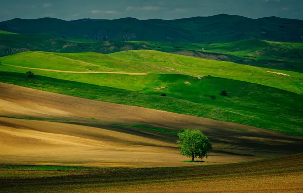 Картинка поле, деревья, холмы, весна