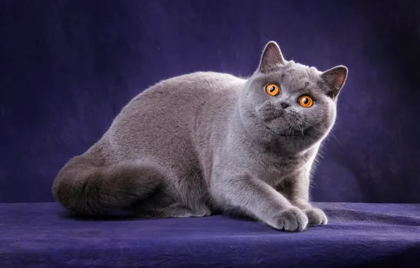 Кошка, кот, взгляд, поза, котенок, серый, лапки, мордочка