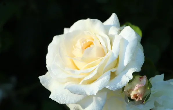 Rose, white, blooming