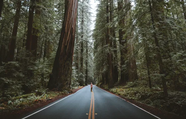 Man, asphalt, 4k uhd background, street, forest, man looking up, "Redwood City", California