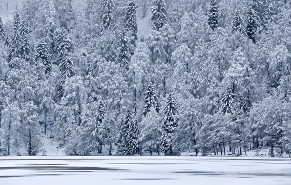 Картинка лед, зима, снег, деревья, озеро, елки, гора, склон