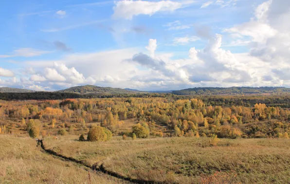 Осень, небо, деревья, оранжевый, природа, золото, Россия, родина