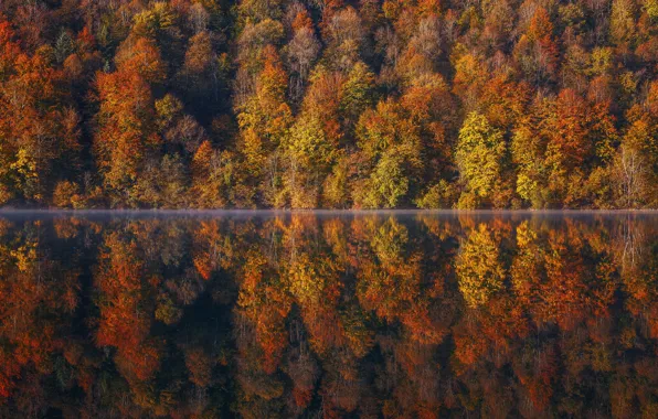 Осень, лес, деревья, озеро, отражение, Франция, France, Франш-Конте