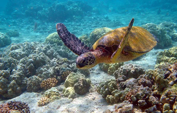 Картинка океан, черепаха, кораллы