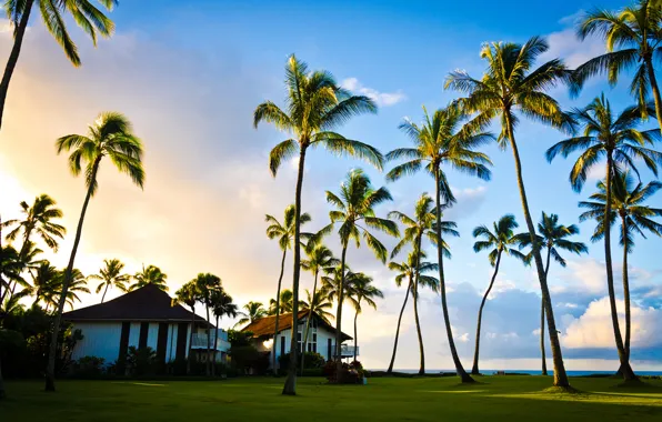 Картинка summer, pacific ocean, tree, hawaii, palm, kauai